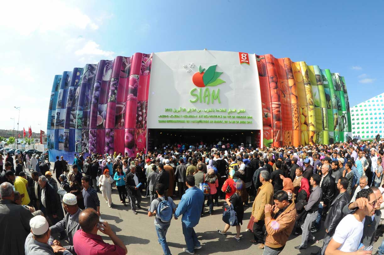 Тайский кот в 4 месяца. Siam 2024. Компания сиам томск. Siam 2024. 98 fm.